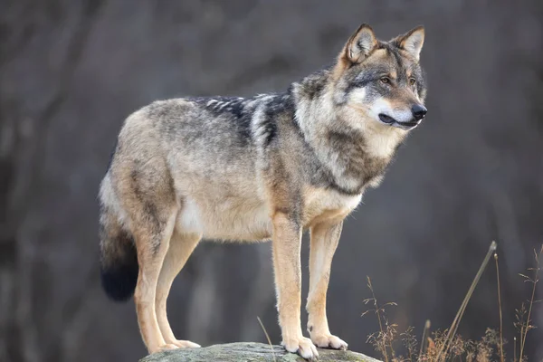 Profil Eines Großen Männlichen Grauwolfs Der Auf Einem Felsen Wald — Stockfoto