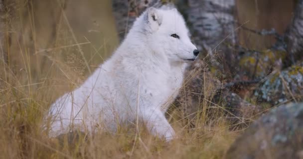 Mooie Witte Poolvos Het Bos Aan Het Eind Van Zomer — Stockvideo