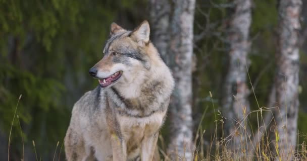 森林中一只雄性灰狼的特写 — 图库视频影像