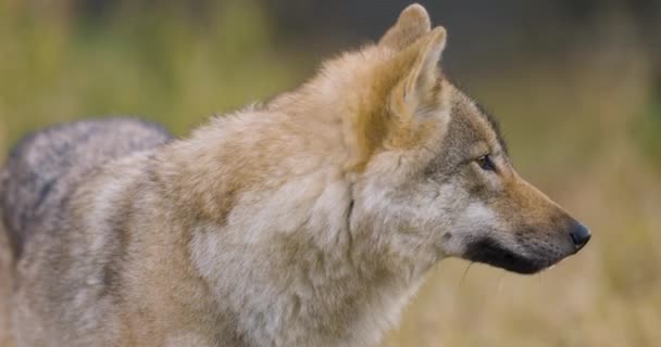 森の観察に立って美しい女性の灰色のオオカミ オオカミのプロフィール — ストック動画