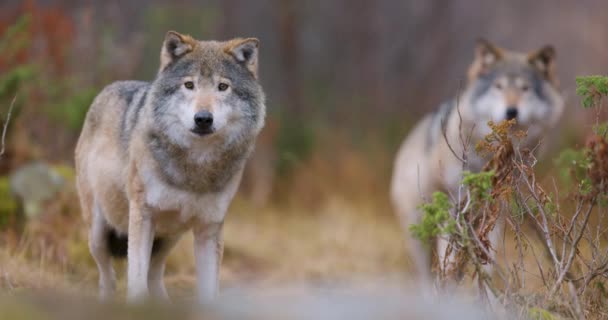 野生狼群站在森林里 喜鹊在狼面前飞舞 — 图库视频影像