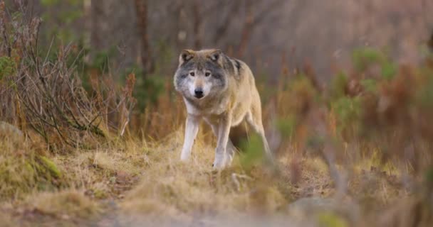 늑대의 사진입니다 카메라를 들여다보는 — 비디오