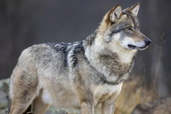 Close Alert Male Grey Wolf Standing Rock Forest Observing Wolf — Stock Photo, Image