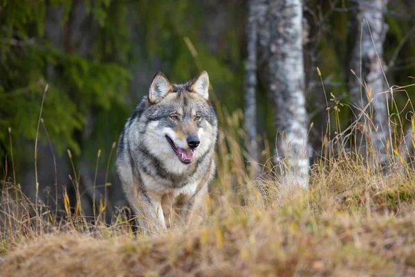 Focused Large Male Grey Wolf Walking Forest — Stock Photo, Image