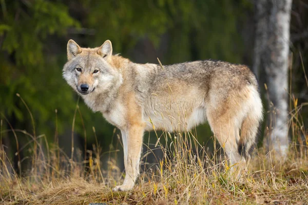Молодая Серый Волчица Лесу Смотрит Камеру — стоковое фото