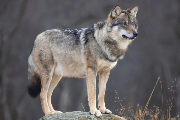 Männlicher Grauer Wolf Der Auf Einem Felsen Wald Steht Und — Stockfoto