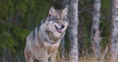 Ormanda esneyen bir erkek gri kurdun yakın çekimi..