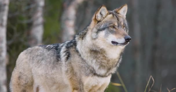 Close Male Grey Wolf Forest Observing Walk Away — Stock Video