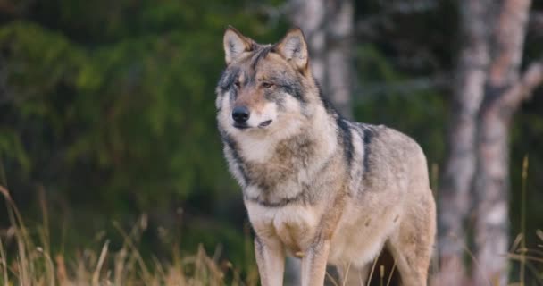속에서 늑대를 가까이 관찰하고 먹이를 — 비디오