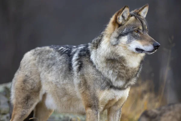 Upozorněte Šedého Vlka Který Stojí Skále Lese Pozoruje Wolf Profilu — Stock fotografie