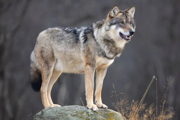 森の中の岩の上に大きなオスの灰色のオオカミが立って獲物を探しています オオカミのプロフィール — ストック写真