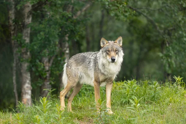 大灰狼站在森林里观察 树木和野生生物 — 图库照片
