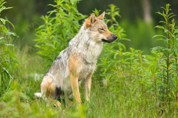 坐在翠绿的夏季森林里的年轻的灰狼休息 寻找猎物和敌人 — 图库照片