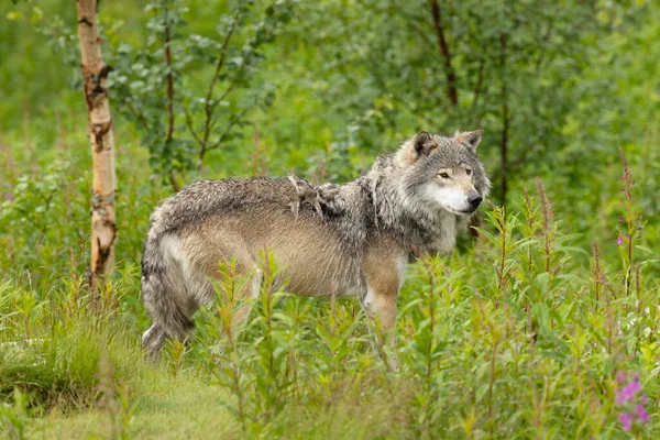 湿透了的雄性灰狼站在森林里观察 夏日有雨的树木与大自然 — 图库照片