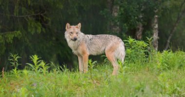 Large female grey wolf standing at the green grass in the summer forest observing. Looking for prey and enemies.