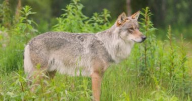 Large wild male grey wolf standing in heavy rain in the forest observing.