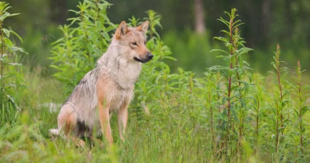 Young Female Grey Wolf Sitting Heavy Rain Green Summer Forest — стокове відео
