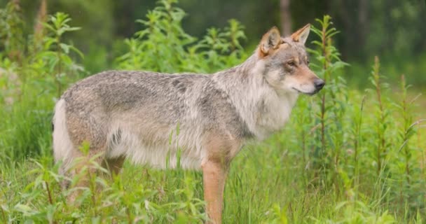 Large Wild Male Grey Wolf Standing Heavy Rain Forest Observing — Αρχείο Βίντεο