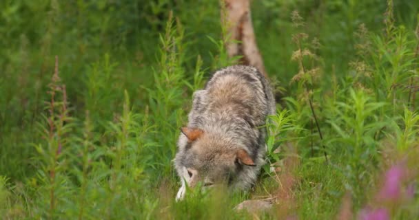 Wild Grey Wolf Eating Dead Animal Meat Hiding Grass Carnivore — Stockvideo
