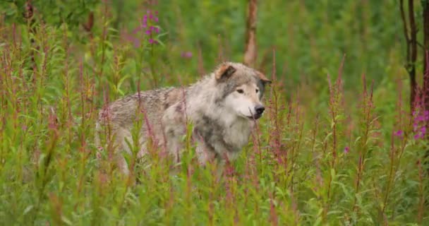 Old Male Grey Wolf Standing Beautiful Green Nature Observing Looking — Vídeo de Stock