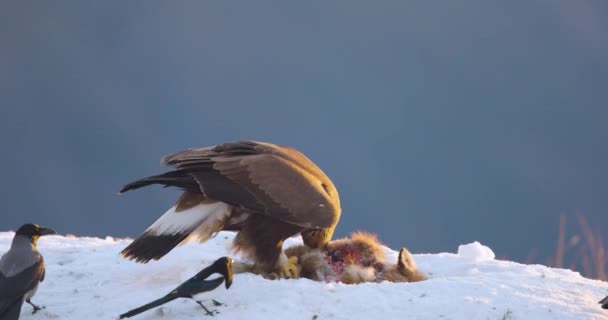 Águia Dourada Assustando Magpies Animal Morto Nas Montanhas Ventosas Inverno — Vídeo de Stock