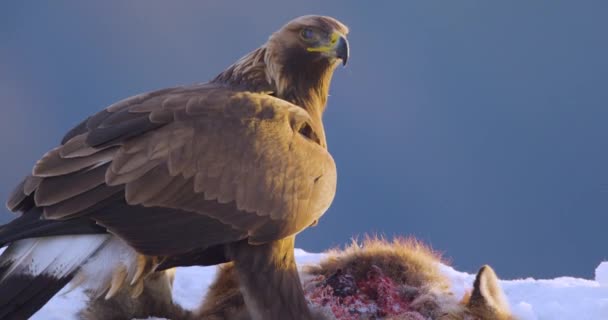 冬に山で死んだ動物を食べる大きな黄金の鷲の近いスローモーションショット — ストック動画