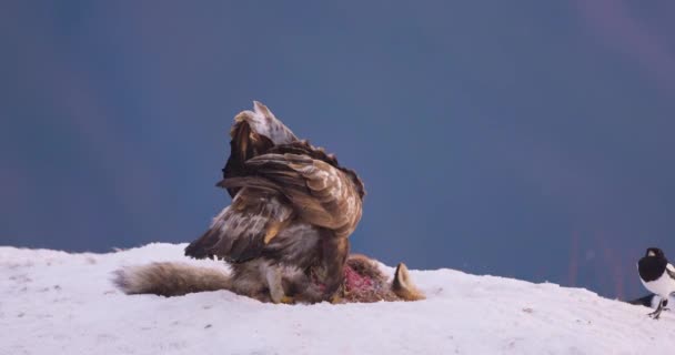 Grand Aigle Royal Recherche Rivaux Dans Les Montagnes Venteuses Hiver — Video