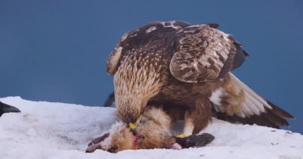 Крупним Планом Великий Золотий Орел Їсть Мертвої Лисиці Горах Взимку — стокове відео