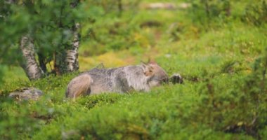 Wild grey wolf eating a dead animal meat and hiding in the grass. Carnivore in the forest. Slow motion.