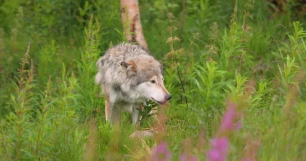 Velký Šedý Vlk Pojídá Mrtvé Zvířecí Maso Schovává Trávě Masožravec — Stock video