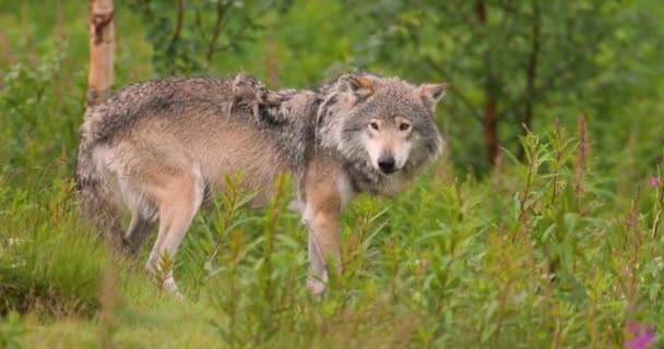野生公狼站在森林的灌木丛中 野眼望着摄像机 — 图库视频影像