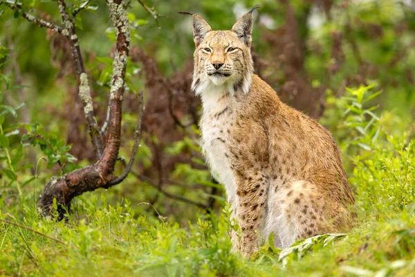 A light brown lynx with dark spots and stripes sits on its hind legs in a grassy area in summer. It has pointed ears with tufts of fur and stares at the camera.