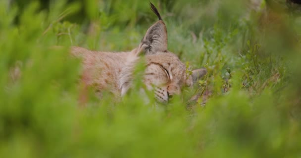 Spotted Light Brown Lynx Lies Ground Its Head Its Side — Stock Video
