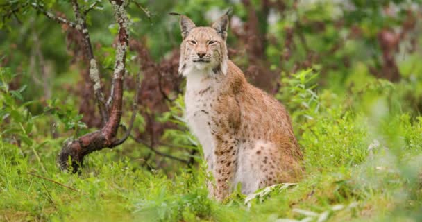Lynx Brun Clair Avec Des Taches Sombres Des Rayures Trouve — Video