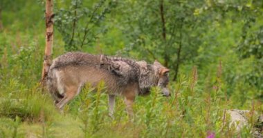 Ormandaki çalıların arasında duran vahşi erkek kurt. Vahşi gözler kameraya bakıyor..