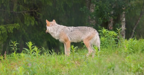 母灰狼在草地上伸展着 背景上有树木 多雨多雨的一天 — 图库视频影像