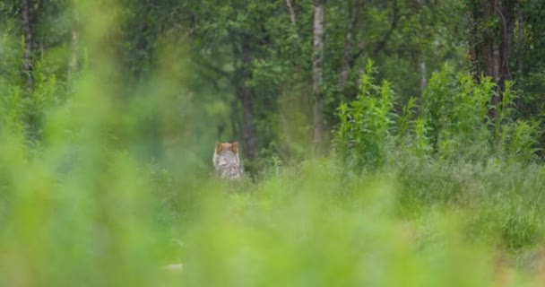 Young Female Grey Wolf Sitting Heavy Rain Green Summer Forest — Stockvideo