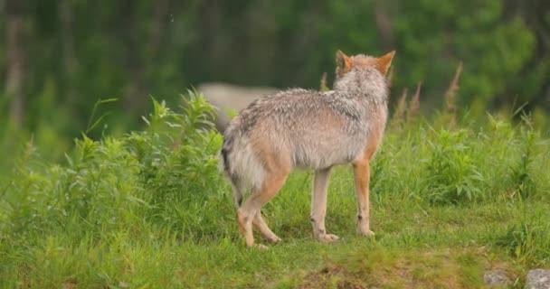 Lobo Cinzento Fêmea Andando Torno Grama Verde Floresta Verão Observando — Vídeo de Stock