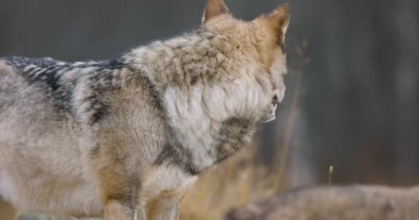 一只雄性灰狼的特写镜头在森林里观察 背景中的其他狼 — 图库视频影像