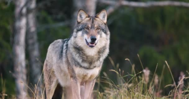 Крупный План Спящего Серого Волка Лесу Зевает — стоковое видео