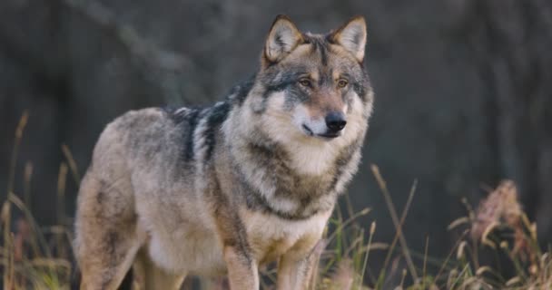 Close Van Volwassen Mooie Grijze Wolf Staande Forest Observeren Wolf — Stockvideo