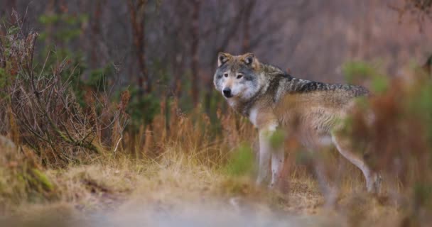 Άγριος Αρσενικός Λύκος Στέκεται Ανάμεσα Θάμνους Στο Δάσος Πουλιά Στο — Αρχείο Βίντεο