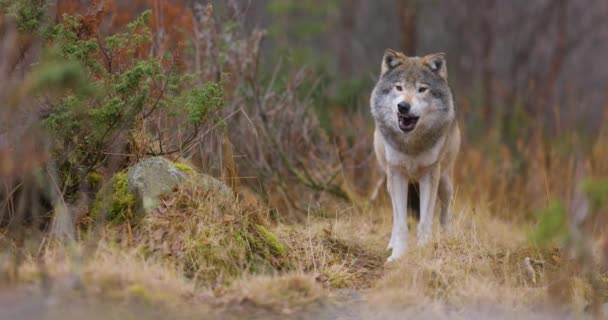 Dziki Samiec Wilka Liże Zęby Ukrywając Się Między Krzakami Lesie — Wideo stockowe