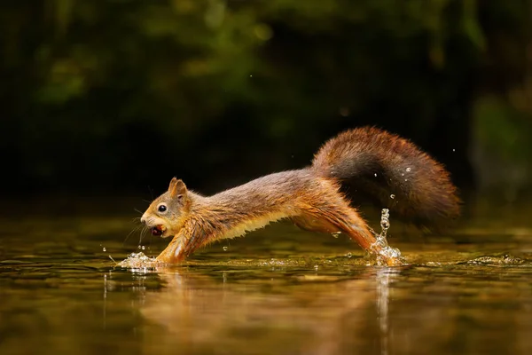 A wild red squirrel with nuts in the mouth jumps in the water. Natural pond in the forest at summer.