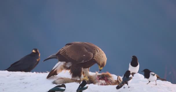 Большой Золотой Орёл Зимой Ест Мертвую Лису Горах Медленное Движение — стоковое видео