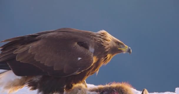 冬に山で死んだキツネで食べる大きな黄金の鷲のクローズアップ スローモーション — ストック動画
