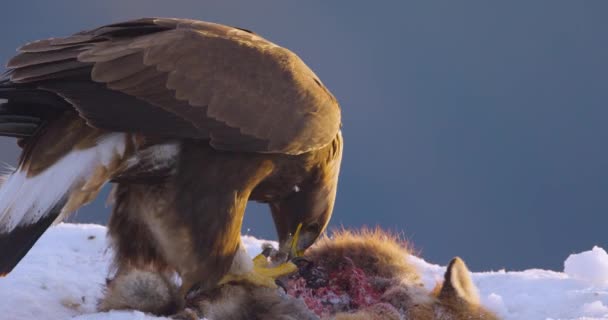 Close Slow Motion Shot Large Eagle Eating Dead Animal Mountains — Stock Video