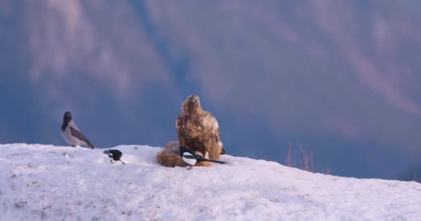Vultur Mare Aur Care Caută Rivali Munți Frumoși Iarna Mișcare — Videoclip de stoc