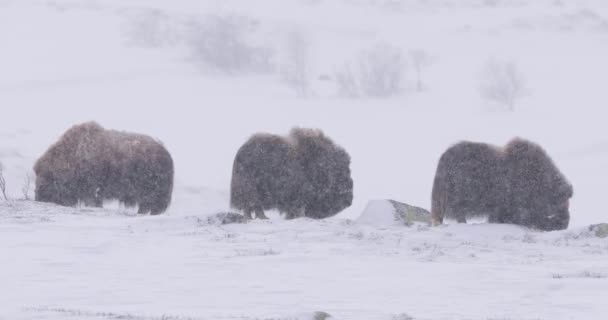 Three Musks Dovrefjell Cold Mountains Winter Heavy Snow Blizzard Dovre — Stock Video
