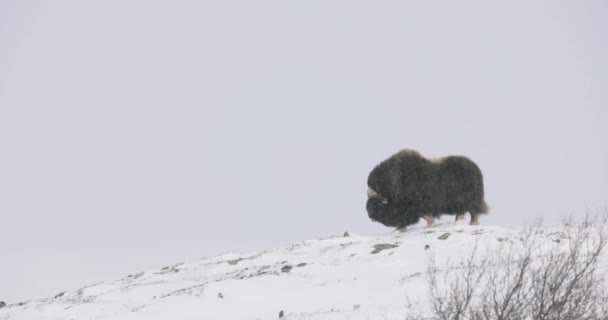冬に激しい雪の吹雪の中を歩く筋肉牛のゆっくりとした動き 冬の寒い山々 ドイツ ノルウェー — ストック動画